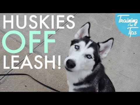 siberian husky off leash