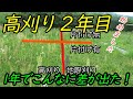 高刈り/地際刈り、片付けあり/なし、でこんなに差が出た！