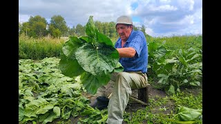 УБИРАЕМ УРОЖАЙ. ВАРИМ АДЖИКУ. КОНСЕРВИРУЕМ ПОМИДОРЫ. КРАШУ КРЫЛЬЦО. ДЕЛАЮ ОТМОСТКУ ДОМА.