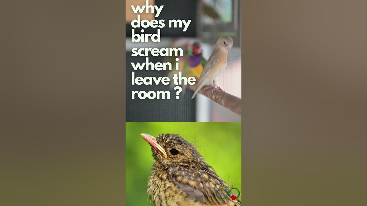 Why Does My Bird Scream When I Leave The Room Why Does My Bird Scream When I Leave The Room? - YouTube