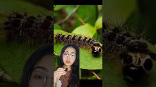 Killer Caterpillar : Hyposmocoma 😲🔥#Shorts #Facts