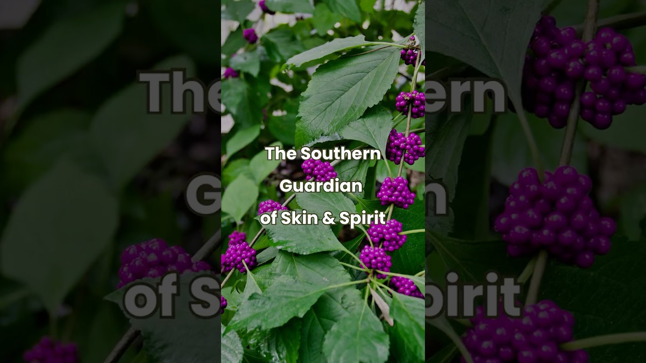Beautyberry: The Purple Plant with Ancient Protection Power 