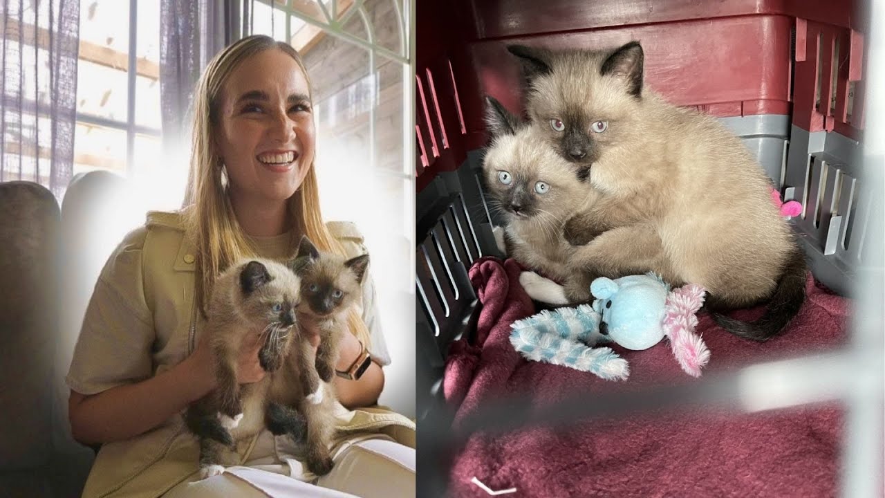 ONTMOET COCO EN ZAZU! ZIJ HEBBEN HUN EERSTE KITTENS!👨‍👩‍👧‍👦🐈