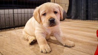Labrador Puppy Finds Out What A Belly Rub Is...