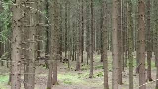 Mediterranean trees help German forests tackle climate change