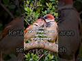 Ketika masih pacaran dan setelah menikah #video #ai #meta #shorts #birds #love #moments #funny