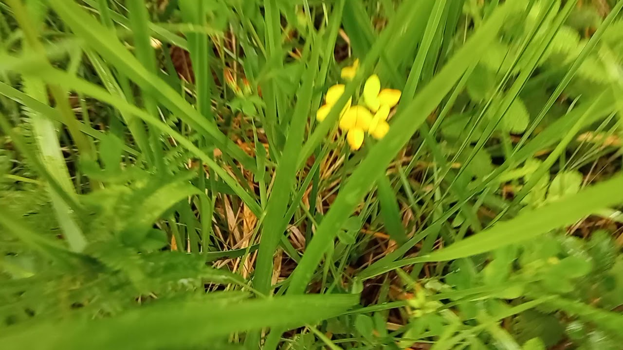 Paseo por el Cauce del Río Saja El Minchon Ontoria en Cantabria
