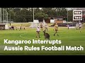 Kangaroo interrupts aussie rules football match  nowthis