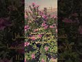 نبات البفته