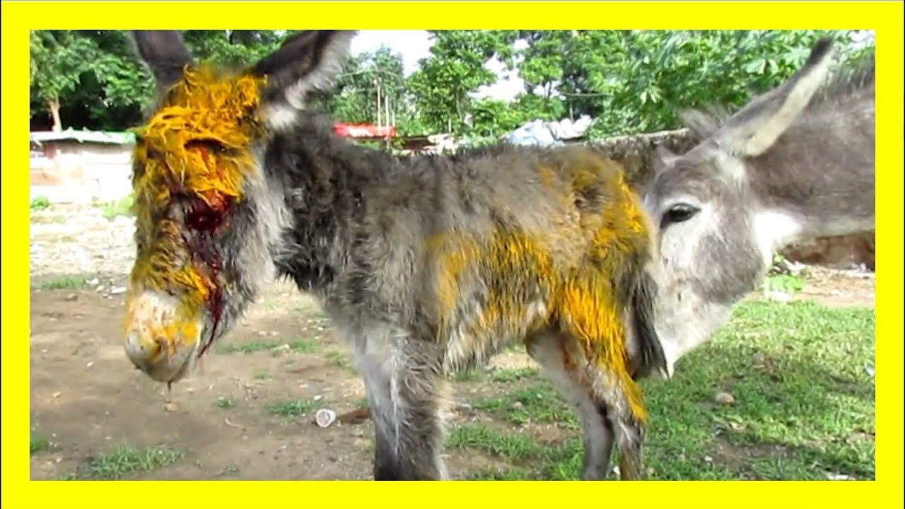 全身が黄色に染まった野生動物に襲われた赤ちゃんロバ 治療を見守るお母さんロバの愛に感動 Youtube