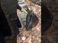Inside a Healthy Beehive 🐝🔎 | Colony Check