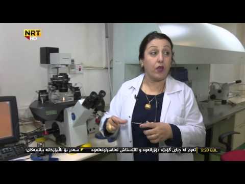 هۆشیاری تەندروستی چاندنی مناڵی بلوری