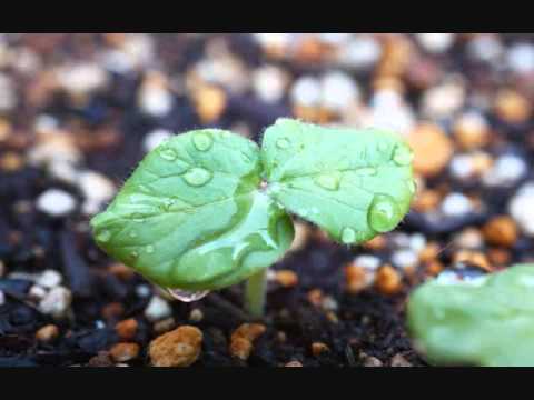 いつまでも GReeeeN　Cover