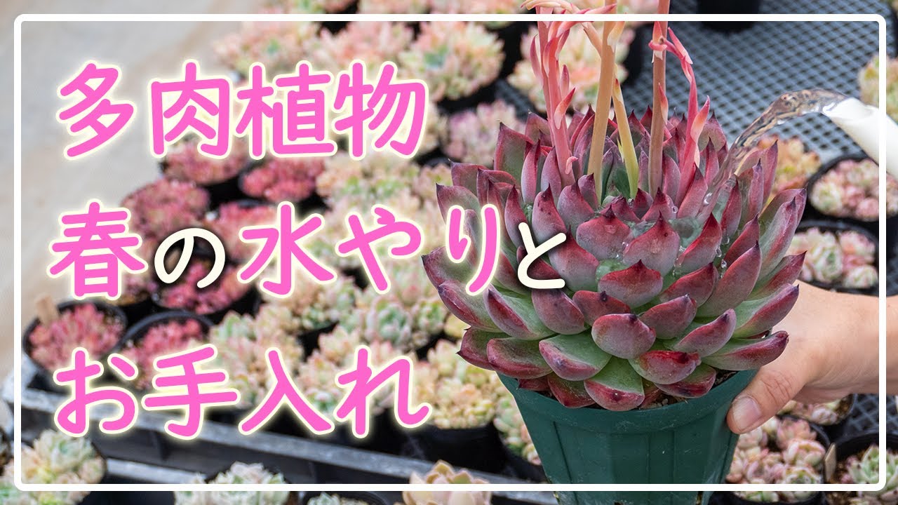 多肉植物】春の押さえておきたいポイントと注意点！ - YouTube