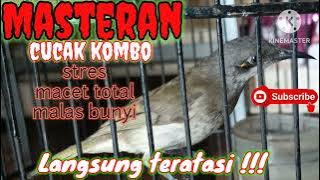 Masteran cucak kombo atasi setres macet mals bunyi dengan cepat  langsung ON FIRE