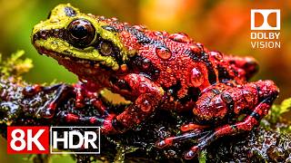 The Beauty of Color | Amazing 8K HDR 60fps Dolby Vision Display Demo