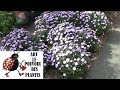 Chaine de jardinage aster comment faire la taille et entretien plantes vivaces