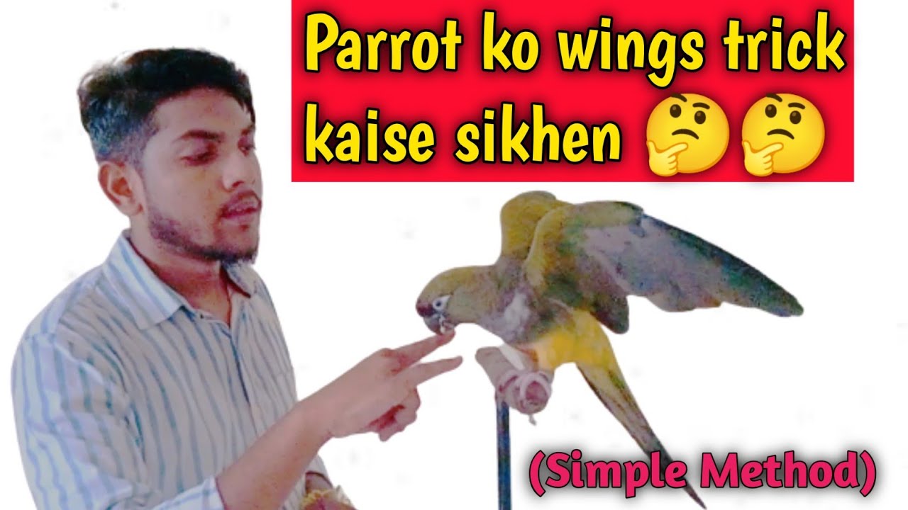 how to teach parrot the eagle wing trick||parrot training|bird tricks| 