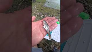 Fishing the FOOD-CHAIN🐟🎣