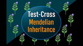 TEST-CROSS AND MENDELIAN INHERITANCE