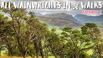 WAINGWRIGHTS IN 36! The Mell Fell Medley and the WARRIOR SHEEP!