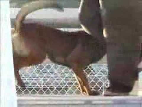 Havok du Dantero - Belgian Malinois