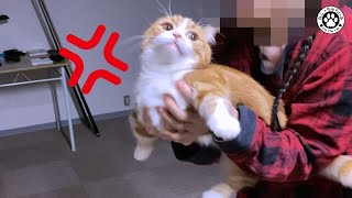 【愛猫に嫌いな音があると分かりました】ふっふっと息を吐き出す音が嫌いみたいです。最後は仲直りの抱っこ～【短足マンチカン｜てと君】