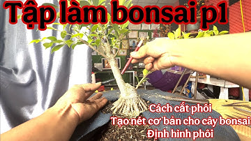 học làm bonsai phần 1 ( cách cắt cây phôi bonsai cho ace mới tập làm