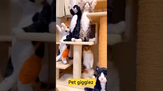 Cat… Where Are You Hiding? Come Out! 😹🐱👀 #cat #catvideos #funny #youtubeshorts #shorts #comedy