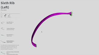 Ribs | Thorax part 2 (Anatomy)