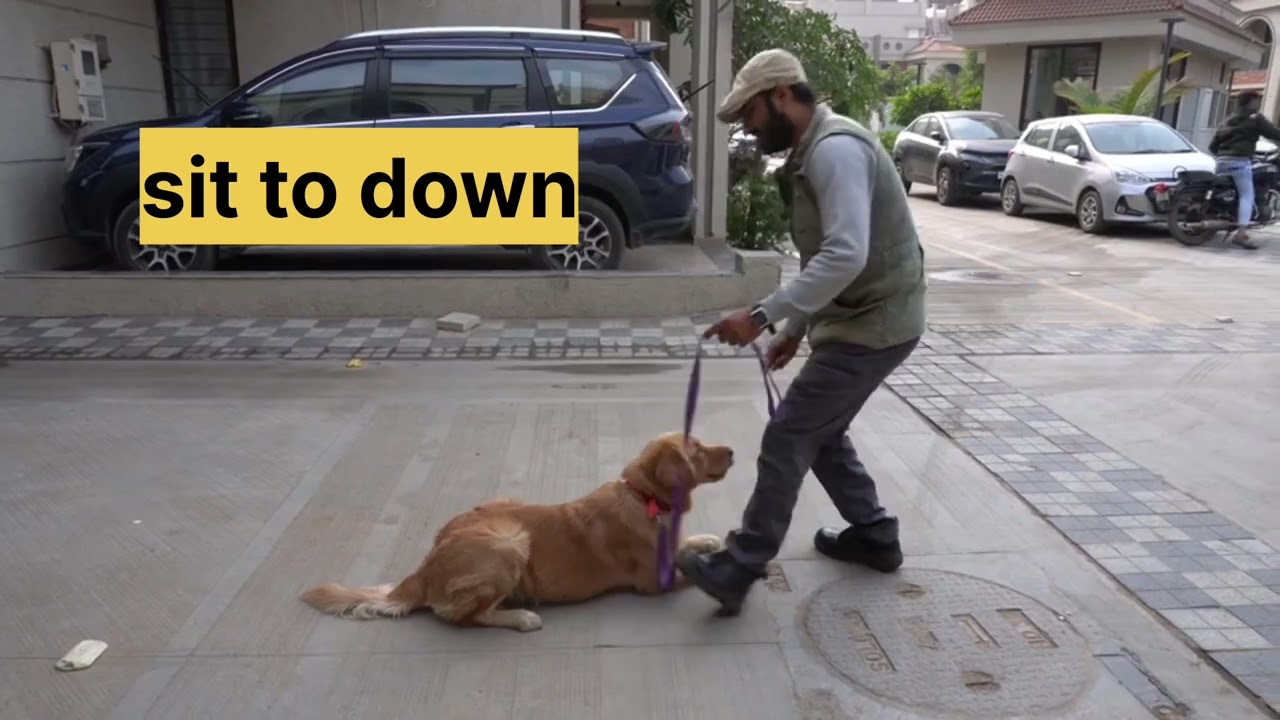 💪Obedience Training | 😳focus dog training 