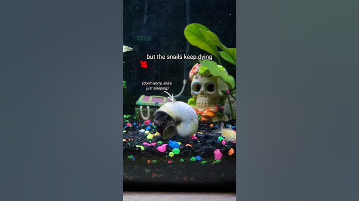 Why do All My Snails Keep Dying? 💀