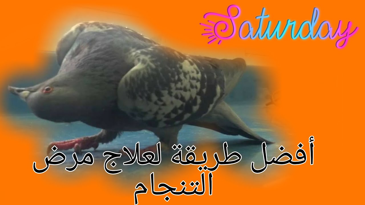حمام الفعل الأصيل المراكشي.(أحسن طريقة لعلاج مرض التنجام)