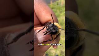 No es taladro… es una abeja🐝🐝 #abeja #madera #insectos