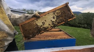 Pregled Košnica Posle Bagrema Med i Nove Matice Pčelarstvo 13.04.2024.