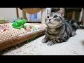 へび丸くんを完全シカト ガン無視で遊ぶ猫