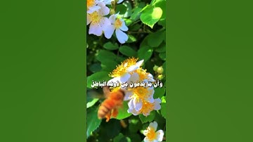 ﴿ ذَٰلِكَ بِأَنَّ اللَّهَ هُوَ الْحَقُّ ﴾ #سورة_لقمان #قرآن_كريم #اكسبلور