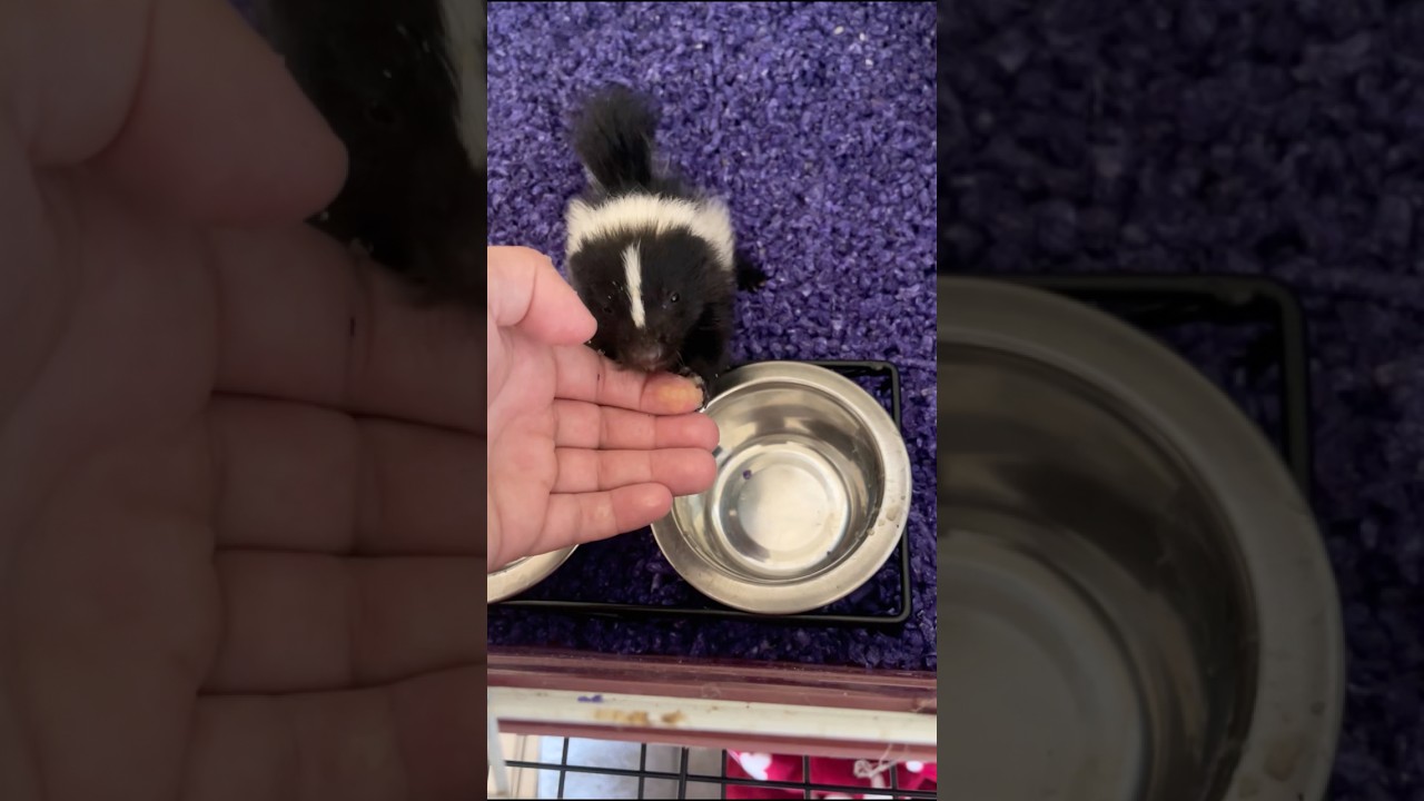 Encontré un cría de mofeta abandonada y luego pasó esto..