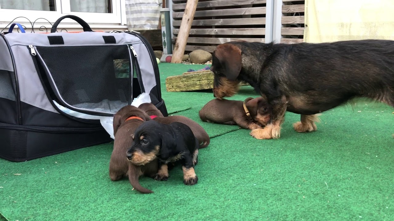 Der F-Wurf ist ein Monat alt