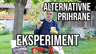 Alternativne prihrane za cveće - eksperiment