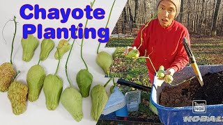 Chayote Starters || Practical tips to plant in 4-season Climate || Repurposing