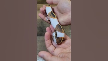 What would you name him? #ballpythons #pied #snakes #reptile #ballpython