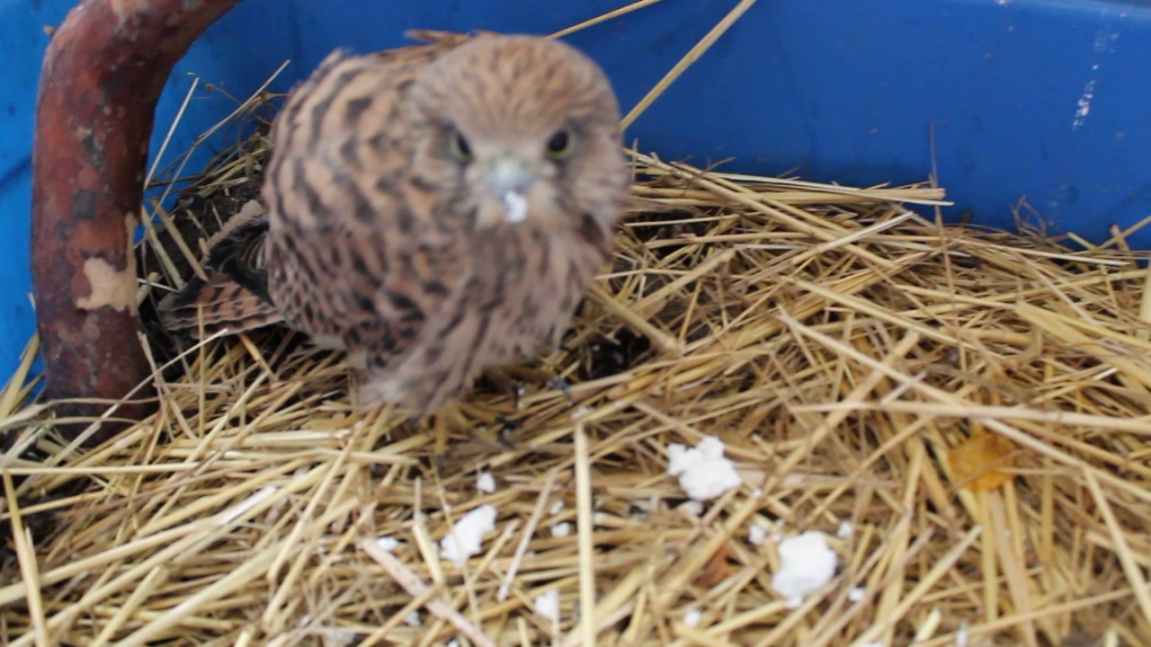 Baby kestrel 