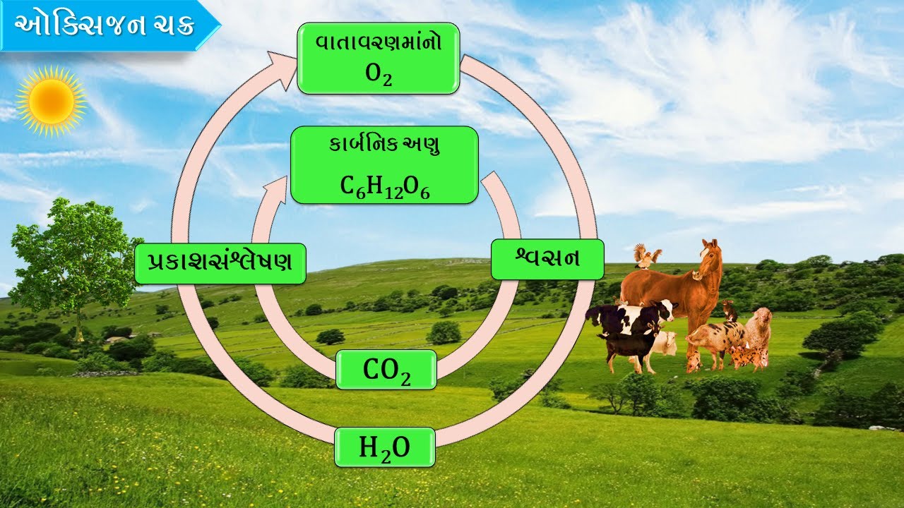 ઓક્સિજન ચક્ર | Oxygen Cycle - YouTube