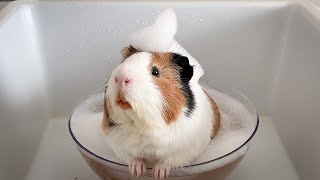 Adorable Guinea Pig Spa Day: Bath, Blow Dry, Mani-Pedi & Treats!