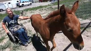 Amberley Snyder- I’ve Got Wheels Episode 1