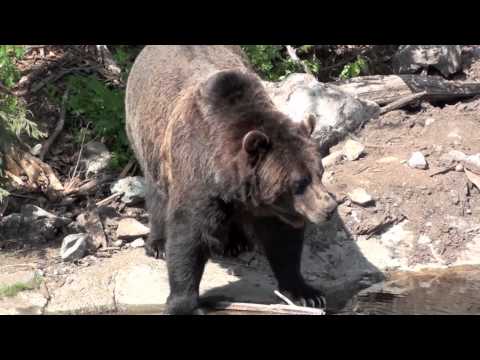 Videó: Csiszolja Az Utat A Grouse Mountain - Matador Network Hálózaton