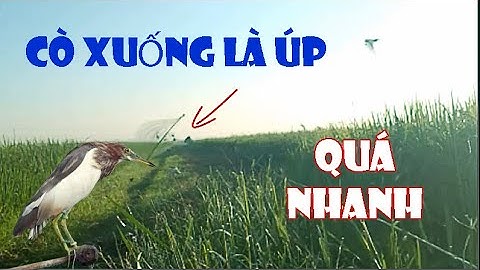 Cò Xuống Là Úp - Hành Trình Theo Chân Thợ Bẫy Cò/ Bẫy Cò Trên Cánh Đồng Lúa T86