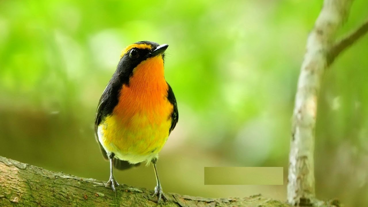 Forest Birds Ringtone Free Ringtones Download YouTube