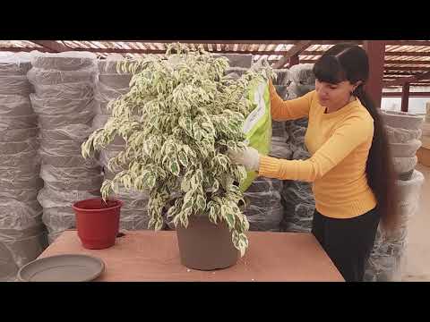 Βίντεο: Περιποίηση φυτών ομπρέλας - Καλλιέργεια φυτών ομπρέλας Cyperus σε εσωτερικούς χώρους